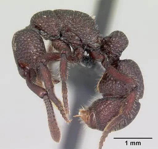 Loboponera basalis - CASENT0004608