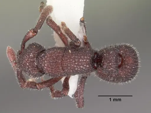 Loboponera basalis - CASENT0102328