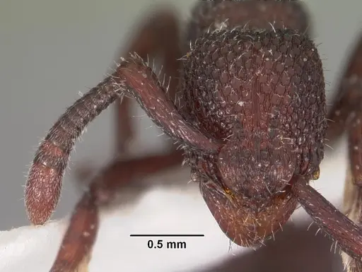 Loboponera basalis - CASENT0102328