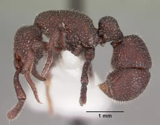 Loboponera basalis - CASENT0102328