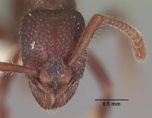 Loboponera edentula specimen