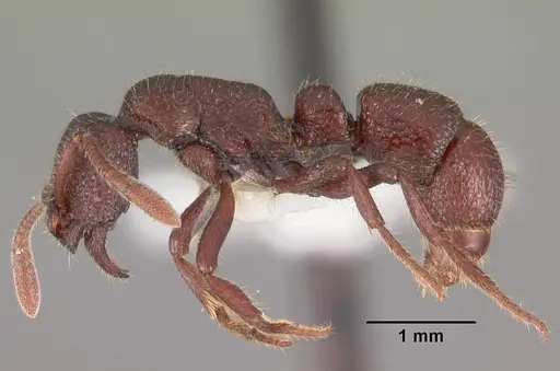 Loboponera edentula specimen