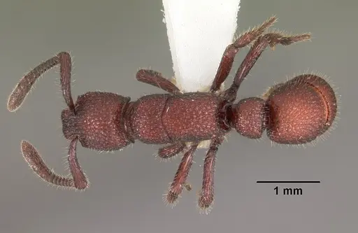 Loboponera nasica specimen