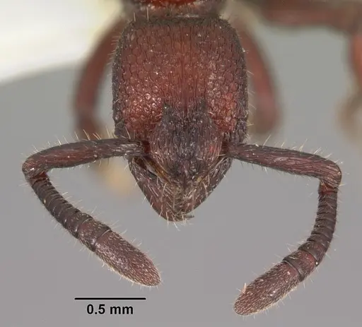 Loboponera nasica specimen