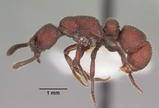 Loboponera nasica specimen