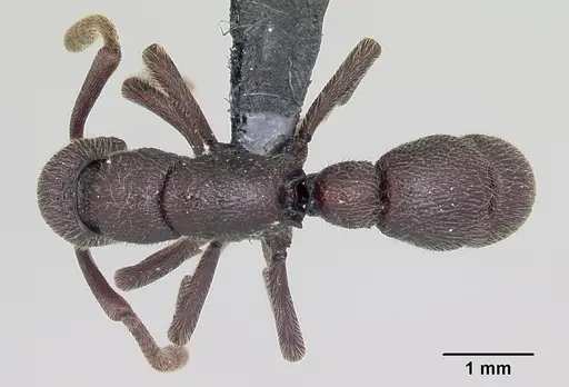 Loboponera nobiliae specimen