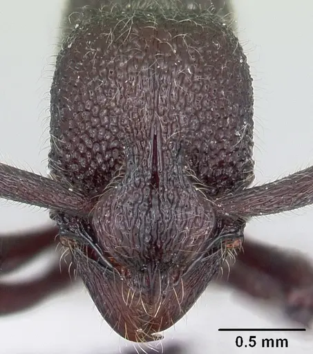 Loboponera nobiliae specimen