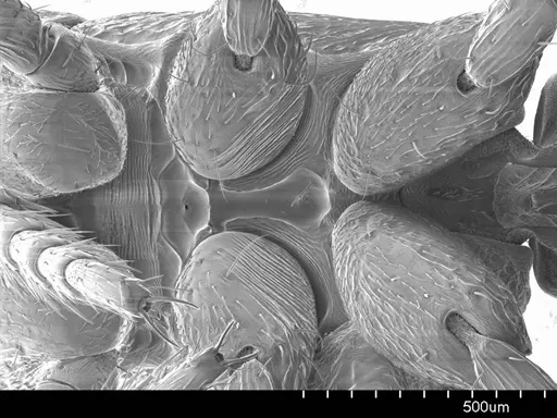 Loboponera obeliscata specimen