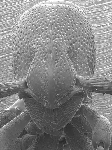 Loboponera obeliscata specimen