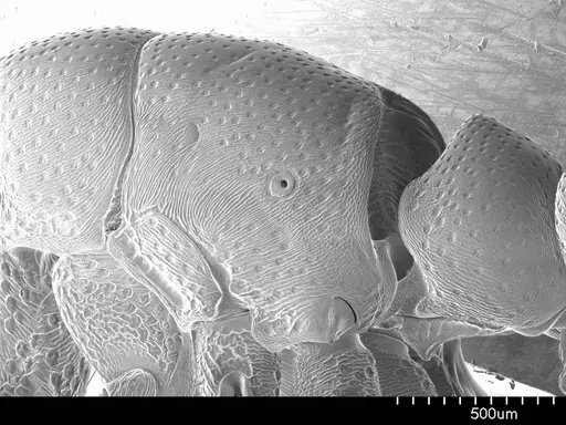 Loboponera obeliscata specimen