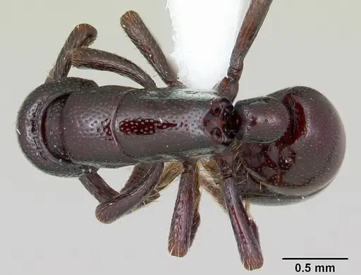 Loboponera politula specimen