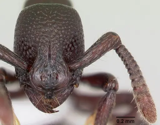 Loboponera politula specimen