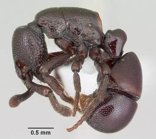 Loboponera politula specimen