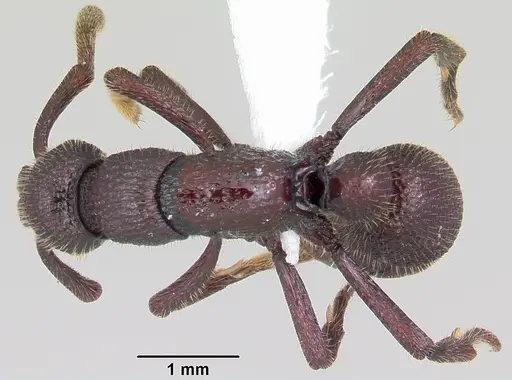 Loboponera subatra specimen