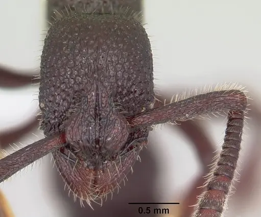 Loboponera subatra specimen