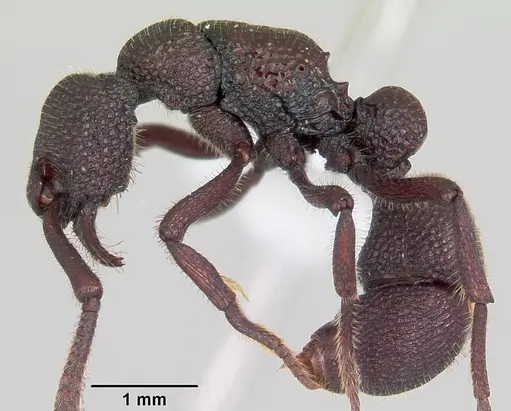 Loboponera subatra specimen