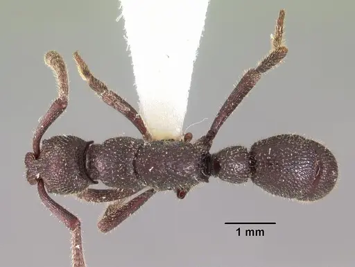 Loboponera subatra - CASENT0102326