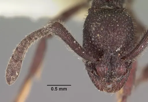 Loboponera subatra - CASENT0102326