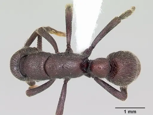 Loboponera subatra - CASENT0408696