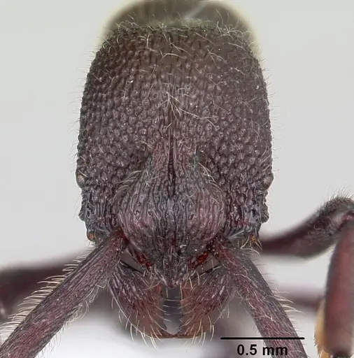 Loboponera subatra - CASENT0408696