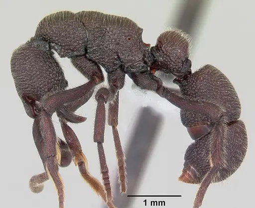 Loboponera subatra - CASENT0408696