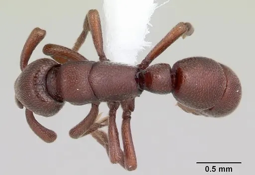 Loboponera trica specimen