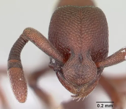 Loboponera trica specimen