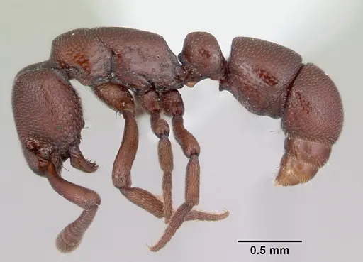 Loboponera trica specimen