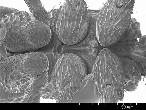 Loboponera vigilans specimen