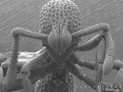 Loboponera vigilans specimen