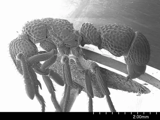 Loboponera vigilans specimen