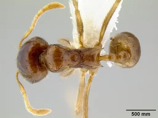Lophomyrmex ambiguus specimen