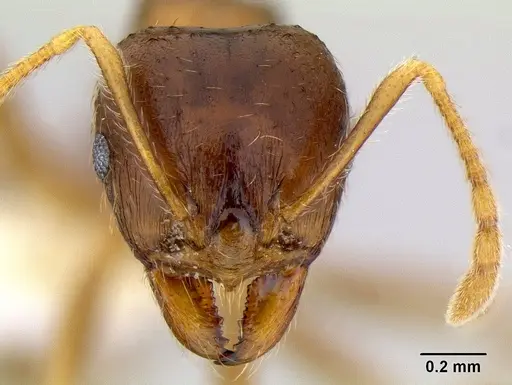 Lophomyrmex ambiguus specimen