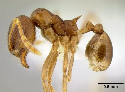 Lophomyrmex ambiguus specimen