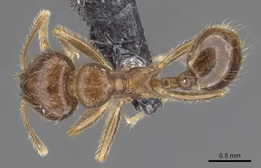 Lophomyrmex ambiguus - CASENT0901265