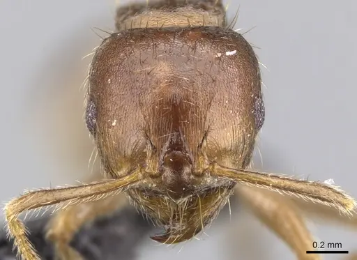 Lophomyrmex ambiguus - CASENT0901265