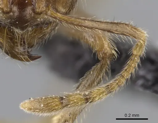 Lophomyrmex ambiguus - CASENT0901265