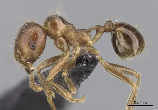 Lophomyrmex ambiguus - CASENT0901265