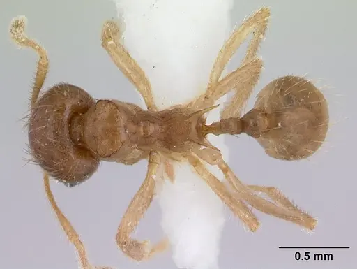 Lophomyrmex bedoti specimen
