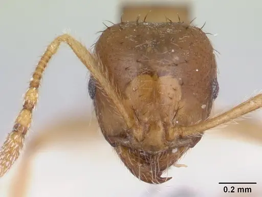 Lophomyrmex bedoti specimen