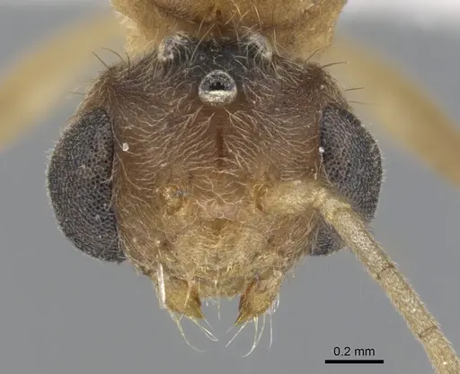 Lophomyrmex bedoti - CASENT0901266