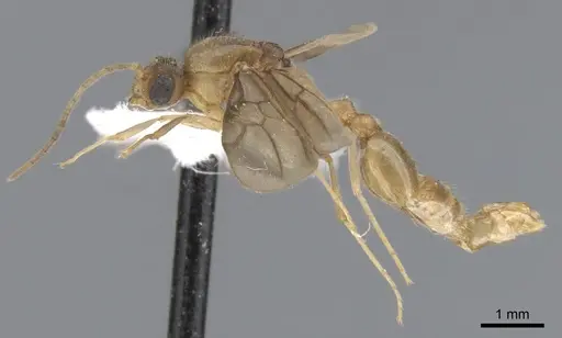 Lophomyrmex bedoti - CASENT0901266