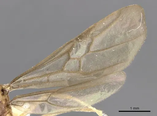 Lophomyrmex bedoti - CASENT0901266