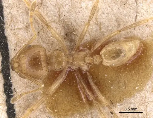 Lophomyrmex bedoti - CASENT0904647