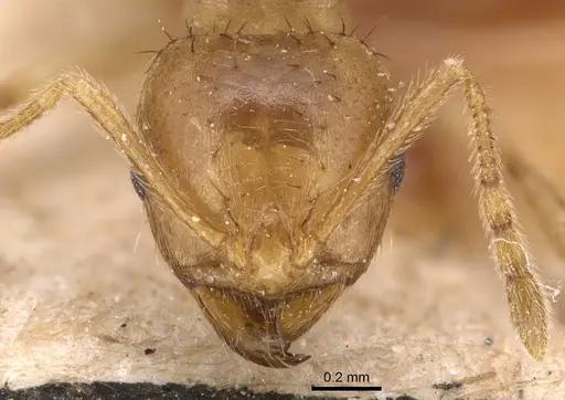 Lophomyrmex bedoti - CASENT0904647