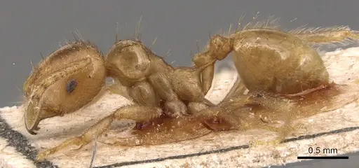 Lophomyrmex bedoti - CASENT0904647