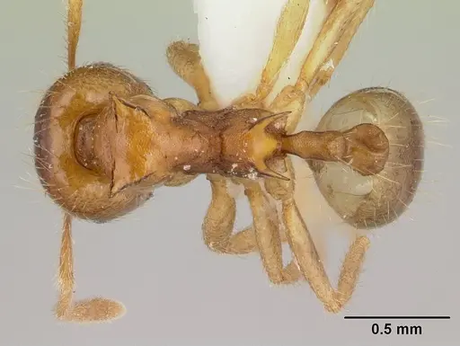 Lophomyrmex birmanus specimen