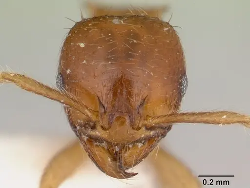 Lophomyrmex birmanus specimen