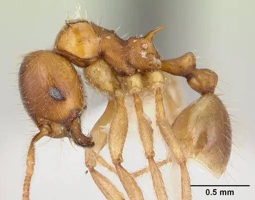 Lophomyrmex birmanus specimen