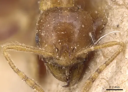 Lophomyrmex birmanus - CASENT0904646